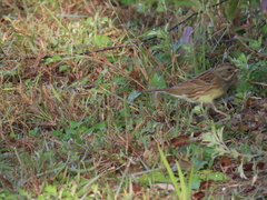 Emberiza spodocephala