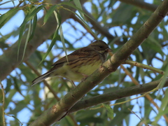 Emberiza spodocephala
