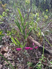 Galactia peduncularis