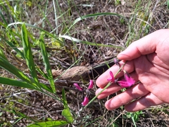 Galactia peduncularis