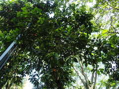 Syzygium grande