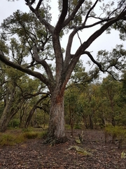 Eucalyptus marginata