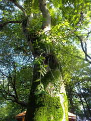 Dendrobium crumenatum