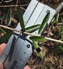 Astrotricha ledifolia