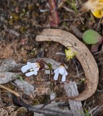 Stylidium perpusillum