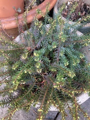 Erica carnea