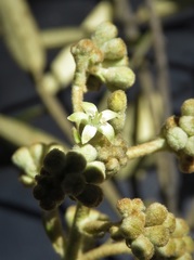 Astrotricha ledifolia