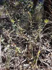 Astrotricha ledifolia