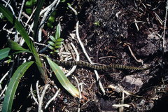 Bothrops taeniatus