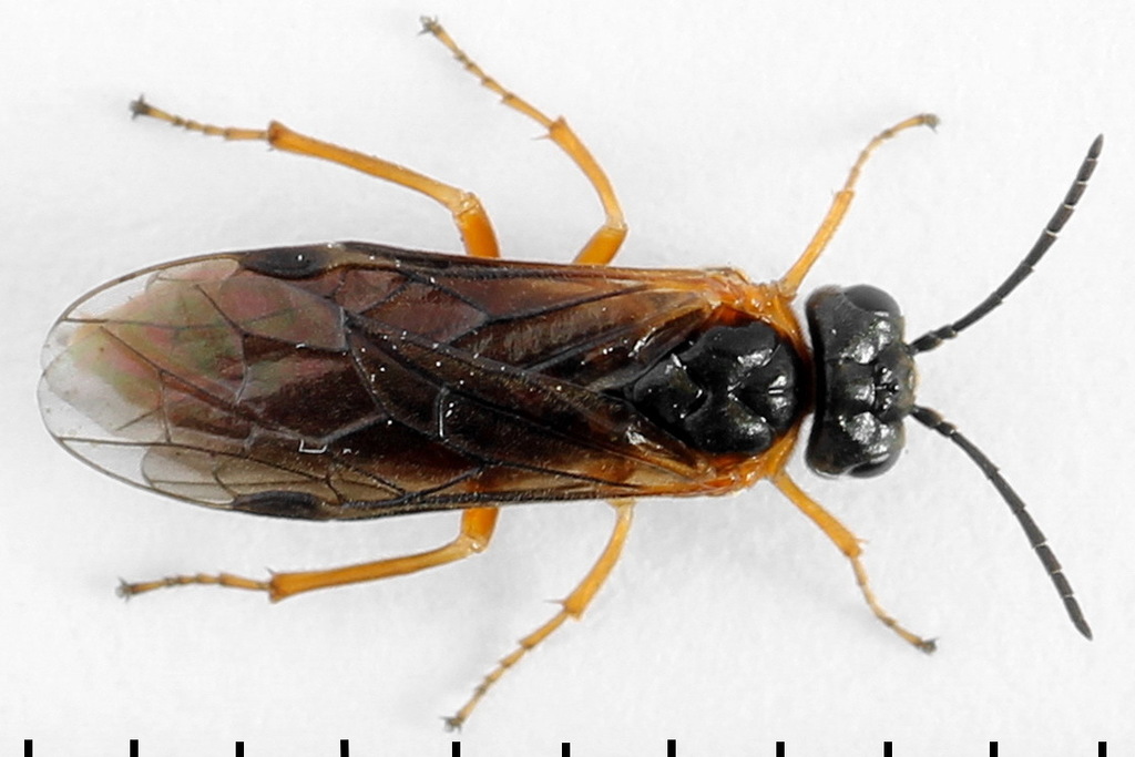 Loosestrife Sawfly