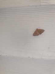 Hemeroplanis scopulepes