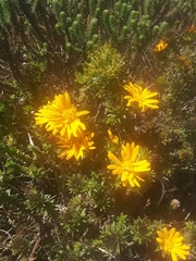 Oedera capensis