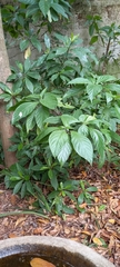 Metarungia pubinervia