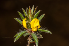 Pultenaea trinervis