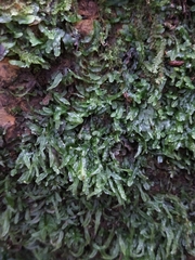 Pallavicinia