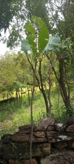 Magnoliopsida