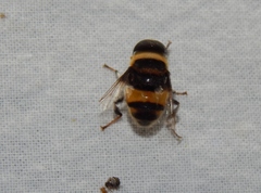 Phytomia