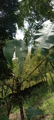 Magnoliopsida