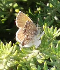 Cacyreus marshalli