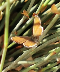 Cacyreus marshalli