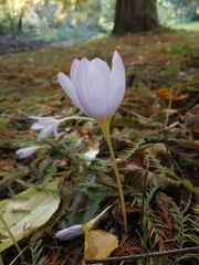 Crocus kotschyanus