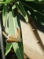Cacyreus marshalli