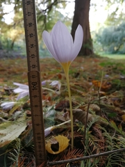 Crocus kotschyanus