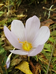 Crocus kotschyanus