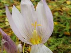 Crocus kotschyanus