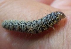 Polygrammate