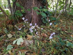 Crocus kotschyanus