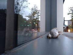 Zonotrichia albicollis