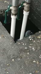 Columba livia domestica