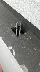 Columba livia domestica