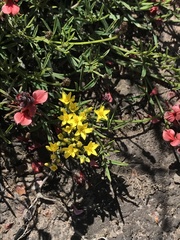 Sebaea grisebachiana