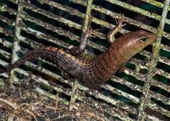 Dasia grisea
