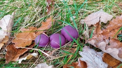 Laccaria amethystina