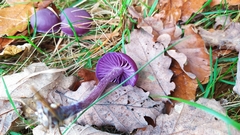 Laccaria amethystina