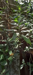 Metarungia longistrobus