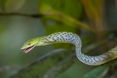 Isabella Whipsnake photo 2