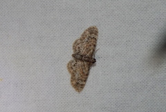 Chloroclystis grisea