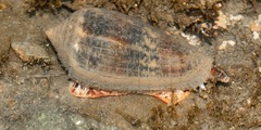 Conus achatinus
