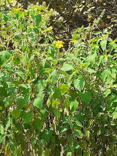 Mexican sunflower