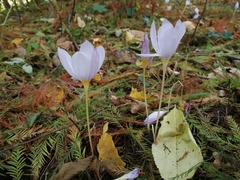 Crocus kotschyanus