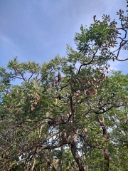 Dalbergia miscolobium