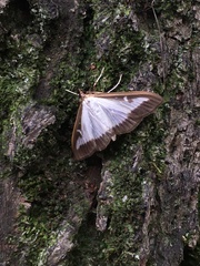 Cydalima perspectalis