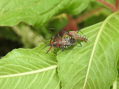 Cosmoclopius poecilus