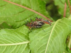 Cosmoclopius poecilus