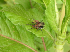 Cosmoclopius poecilus