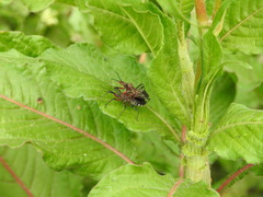 Cosmoclopius poecilus